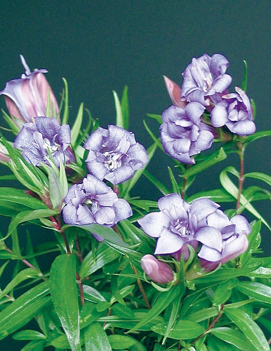 八重咲リンドウ　7.5cmﾎﾟｯﾄ