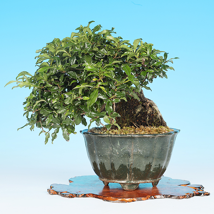 秀峰 大型 盆栽鉢 【公式通販】