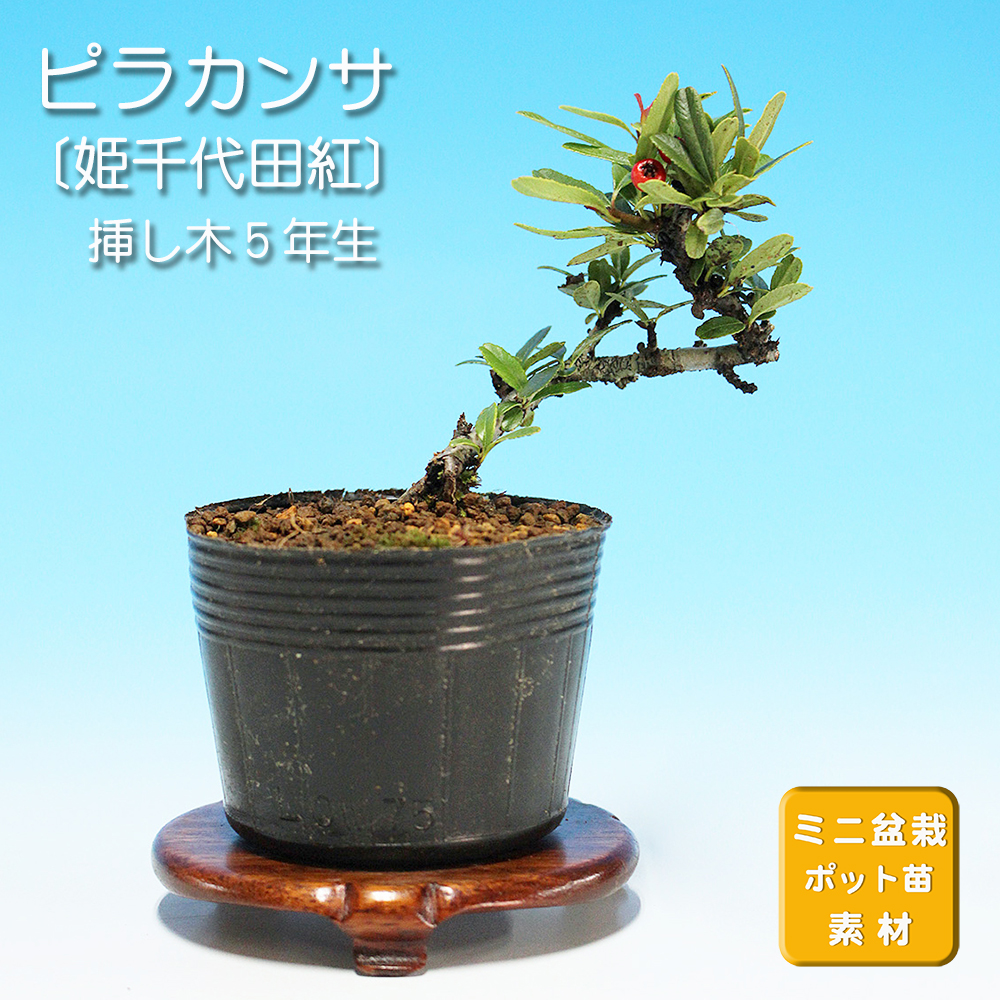 ピラカンサ（姫千代田紅）