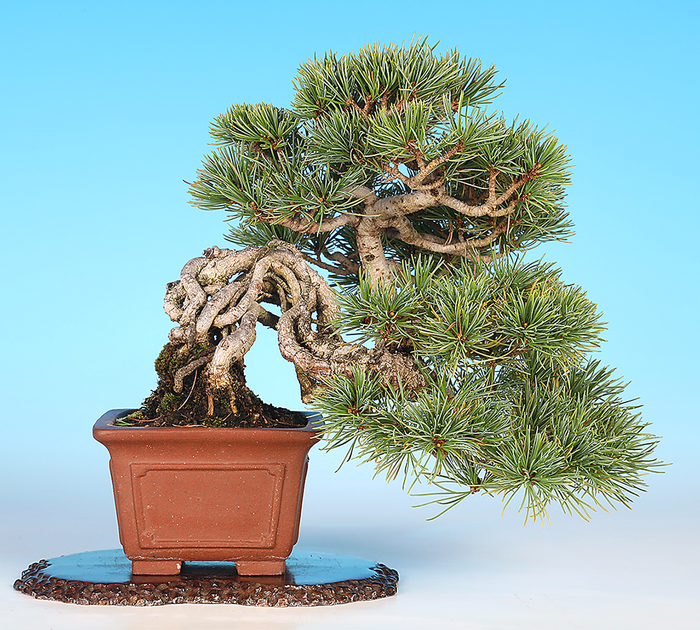 大きな五葉松・盆栽2