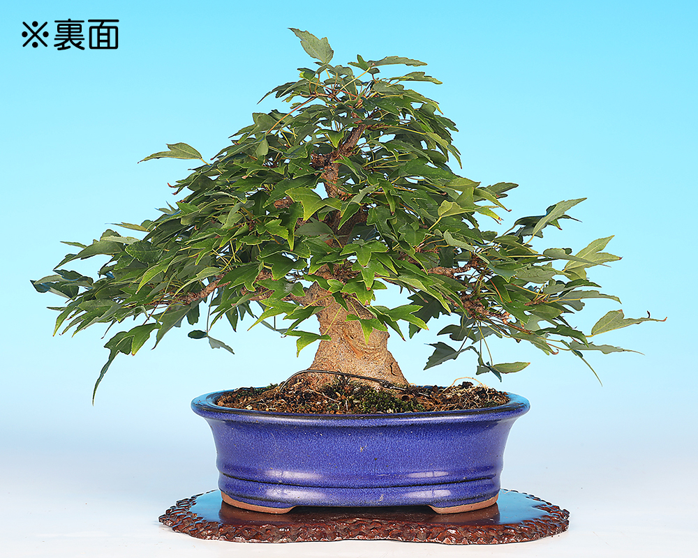 楓盆栽③ 三角楓植晤語｜盆栽/植栽人氣榜- Pinkoi