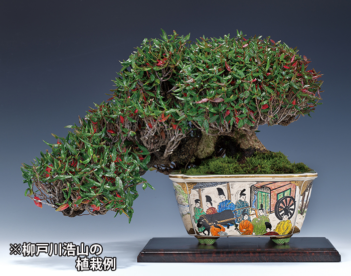 品揃え豊富で 盆栽鉢 水盤鉢 植木鉢 観葉植物 山野草 常滑焼 鳥泥 外縁