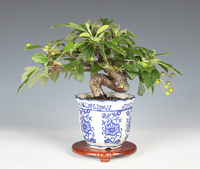 陶雀 小品盆栽 | mdh.com.sa