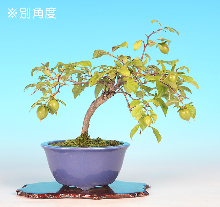 老爺柿　四季成り 老爺柿 四季成り