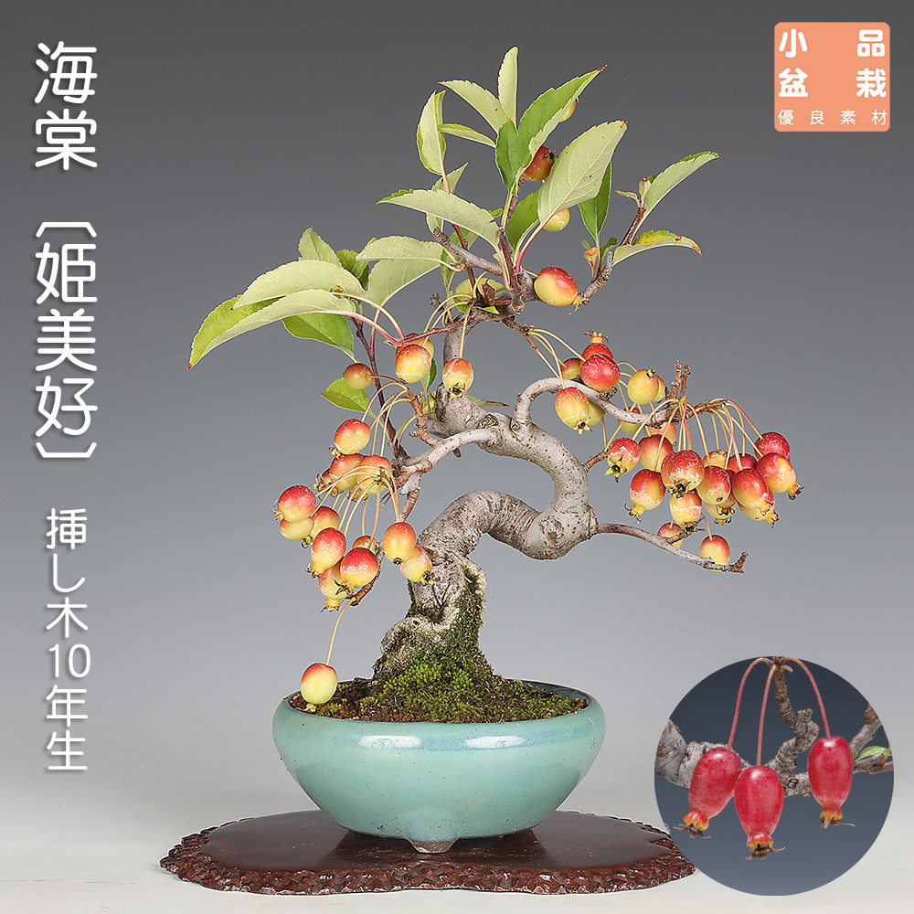 特別価格**「紅葉は、過去を美しく手放し、未来への扉を静かに