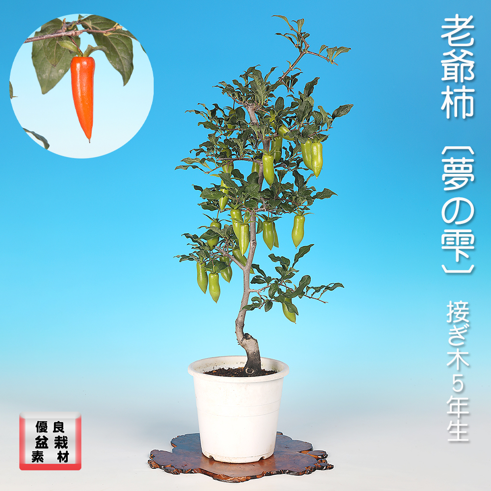 老爺柿〔夢の雫〕