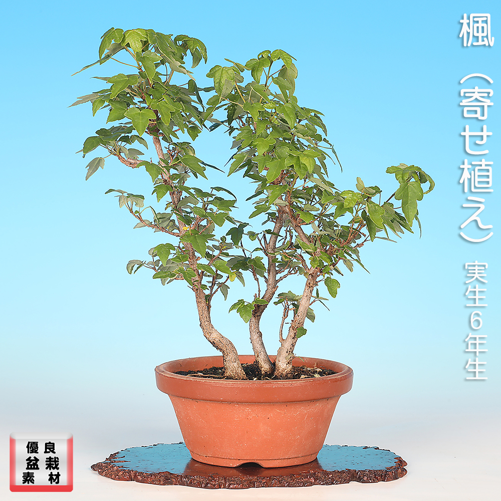 お買い得盆栽 | 盆栽、盆栽書籍、盆栽鉢の通販│近代出版