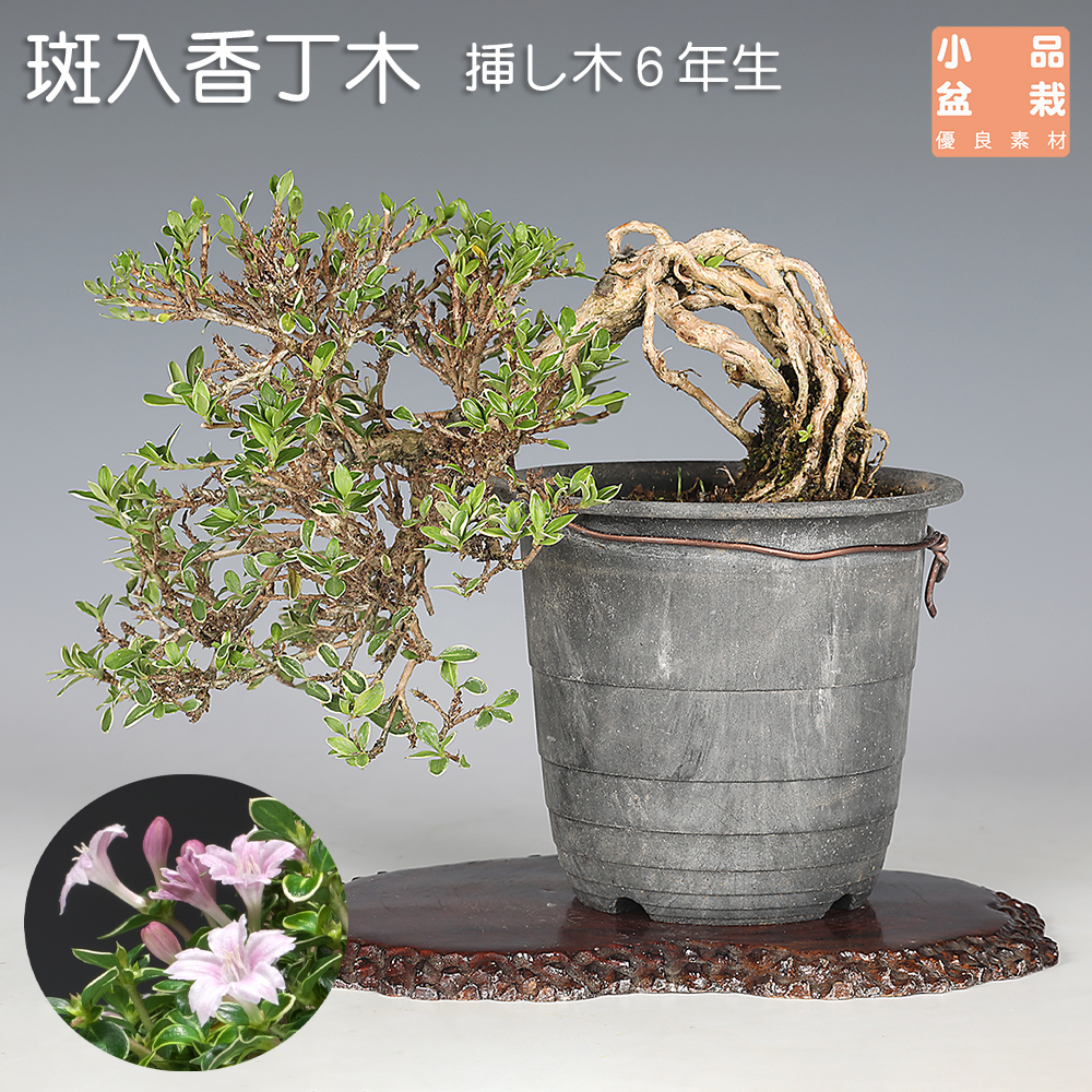 お買い得盆栽 | 盆栽、盆栽書籍、盆栽鉢の通販│近代出版