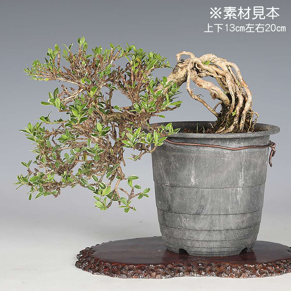 香祥　盆栽鉢 香祥 盆栽鉢 香祥 盆栽鉢 2025年最新】鉢 祥石の人気