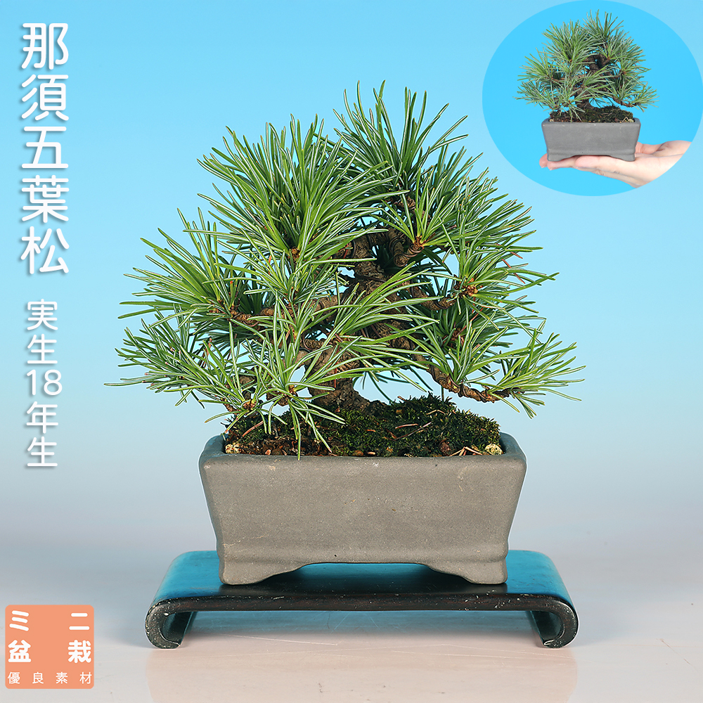 盆栽大事典 全3巻セット 盆栽大事典 全3巻セット 盆器大図鑑全3巻セット | 盆栽、盆栽