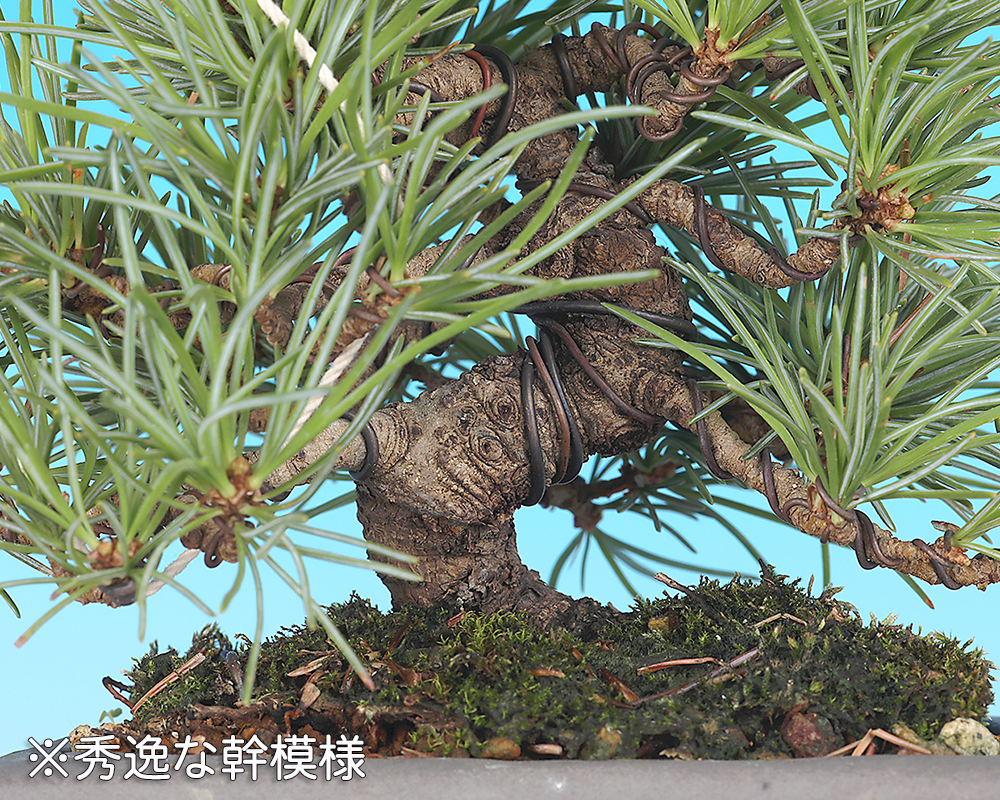 銘品五葉松／那須誉 ] 樹高11㎝／短葉／盆栽