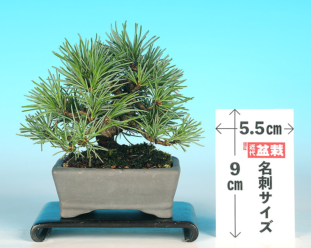 五葉松 盆栽 松 那須五葉松 観葉植物