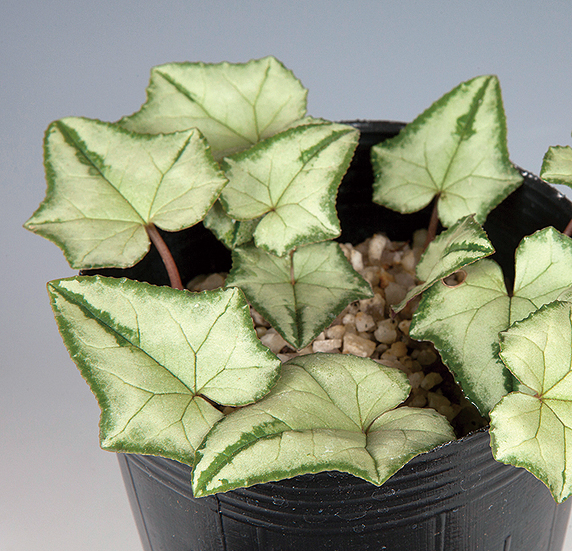 MINATO様 専用 原種シクラメン ヘデリフォリウム ヴェルデ 原種