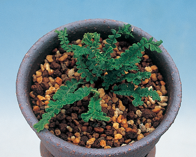 盆栽鉢　南蛮鉢②時代古鉢大型盆栽鉢詳細不明希少山野草盆栽苔盆栽鉢葉形盆栽鉢水石 盆栽鉢 南蛮鉢②時代古鉢大型盆栽鉢詳細不明希少山野草