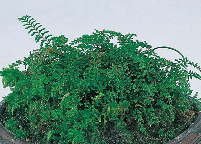 山野草 | 盆栽、盆栽書籍、盆栽鉢の通販│近代出版