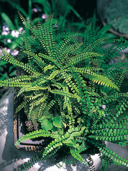 山野草 | 盆栽、盆栽書籍、盆栽鉢の通販│近代出版