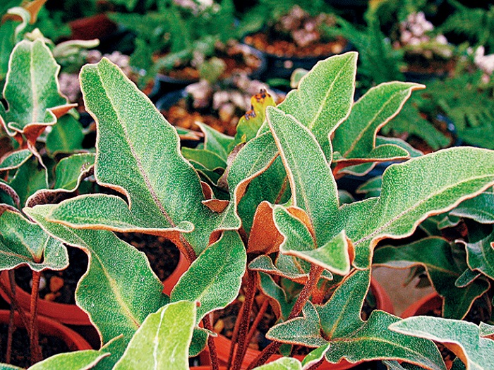 山野草 | 盆栽、盆栽書籍、盆栽鉢の通販│近代出版