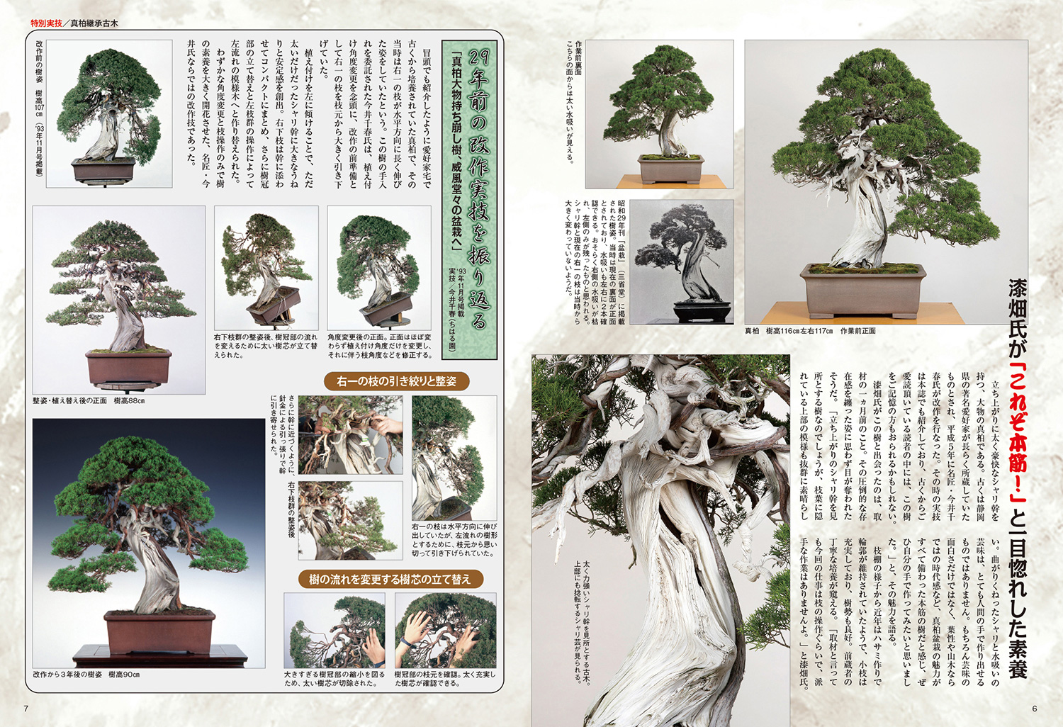 月刊「近代盆栽」2022年11月号 | 盆栽、盆栽書籍、盆栽鉢の通販