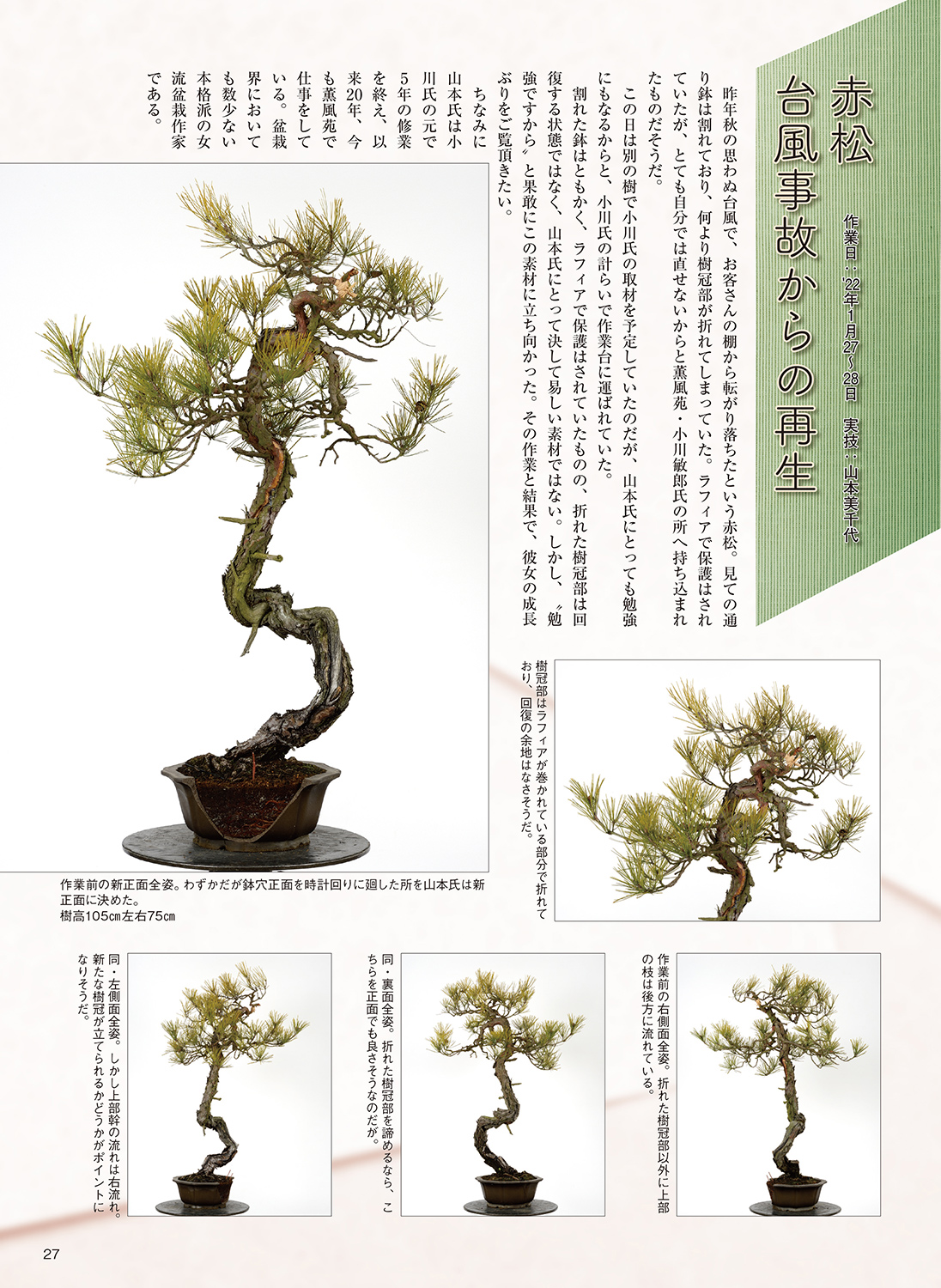 月刊「近代盆栽」2022年11月号 | 盆栽、盆栽書籍、盆栽鉢の通販│近代出版