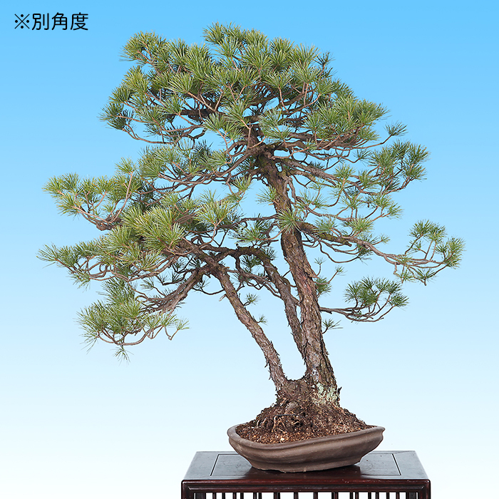 五葉松 | 盆栽、盆栽書籍、盆栽鉢の通販│近代出版 五葉松 | 盆栽、盆栽書籍、盆栽鉢の通販│近代出版