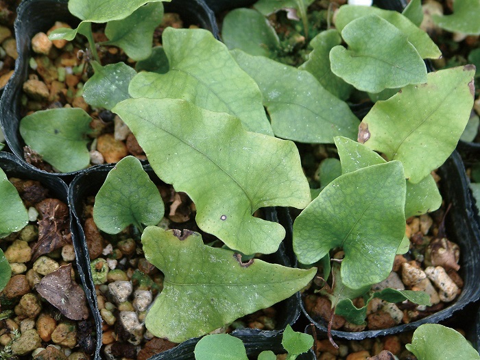 ヤノネシダ　7.5cmﾎﾟｯﾄ