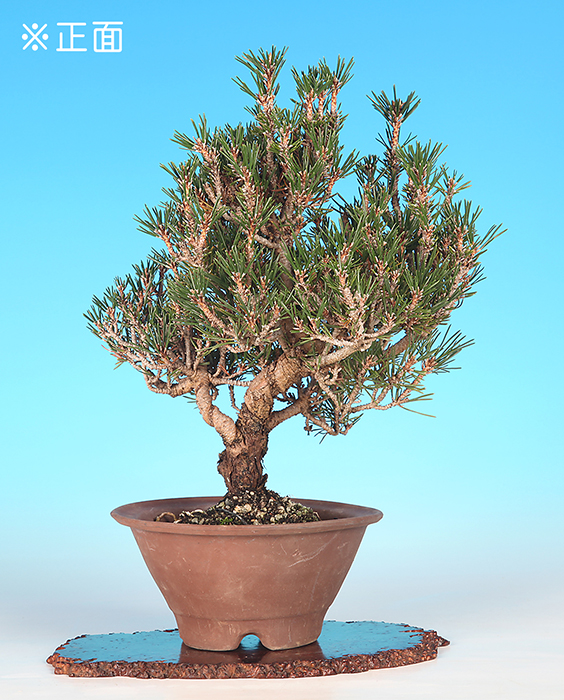 赤松〔千寿姫〕