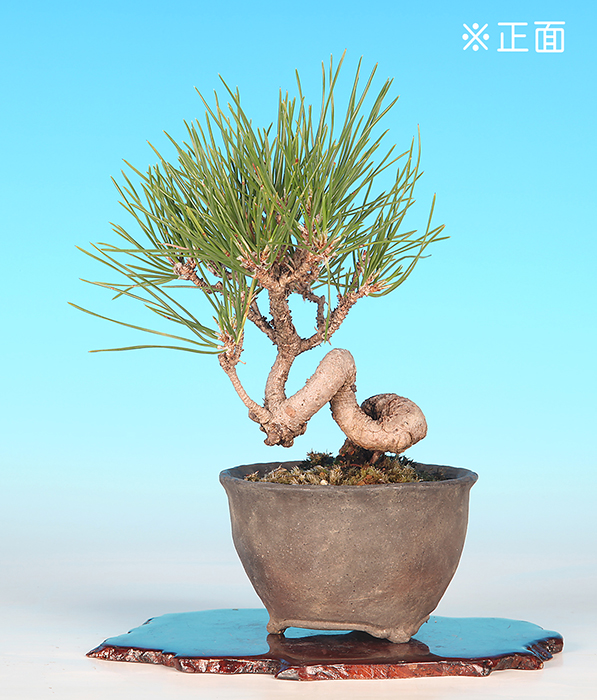 盆栽技術体系　4冊セット 盆栽技術体系 4冊セット 盆栽技術体系 4冊セット 盆栽技術体系 4