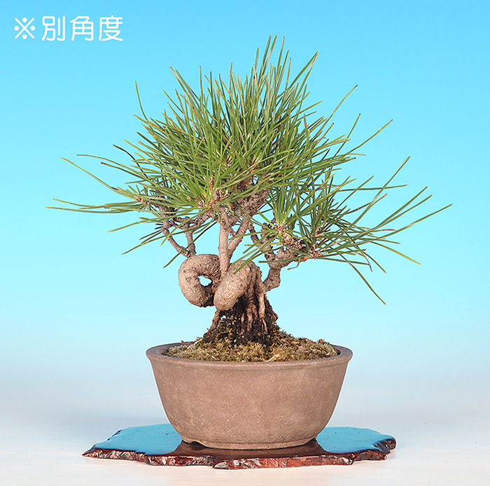 特別価格**「紅葉は、過去を美しく手放し、未来への扉を静かに開く力」大品盆栽 お買い得盆栽 | 盆栽、盆栽書籍、盆栽鉢の通販│近代出版