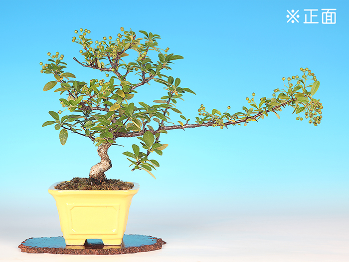 たちばなもどき