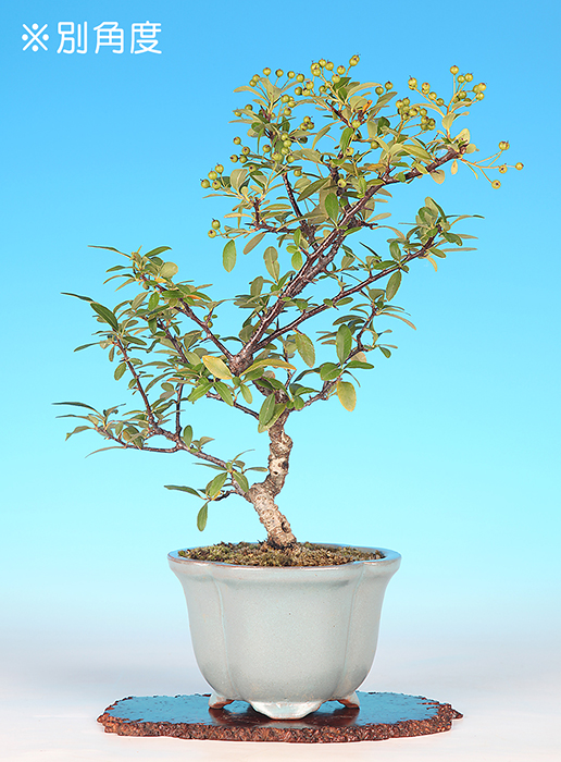 お買い得盆栽 | 盆栽、盆栽書籍、盆栽鉢の通販│近代出版