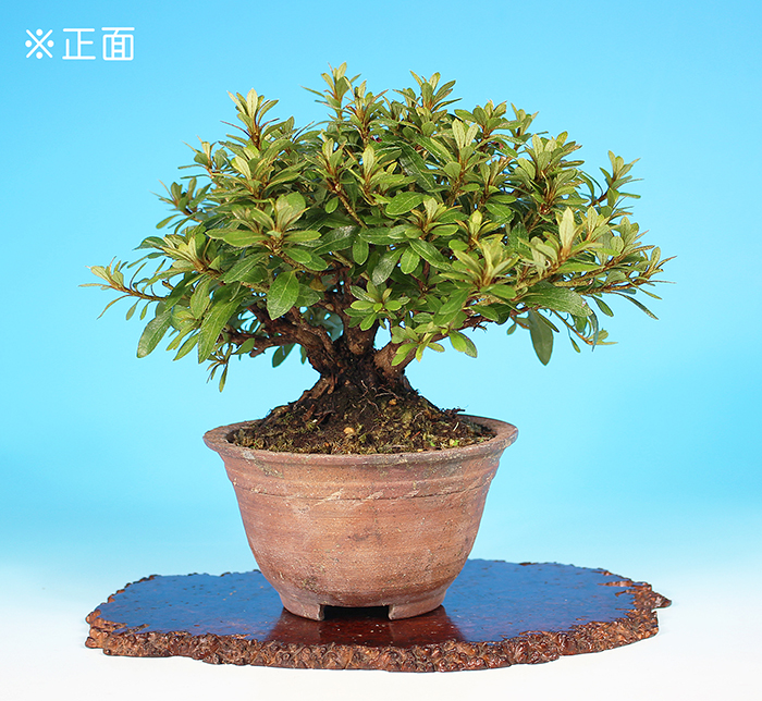 盆栽大事典 全3巻セット 盆栽大事典 全3巻セット 盆器大図鑑全3巻セット |