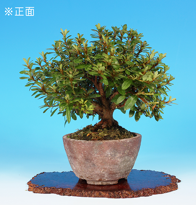 日の丸大中小3本セット　めぐり逢い　皐月盆栽 日の丸大中小3本セット めぐり逢い 皐月盆栽 日の丸大中小3本セット