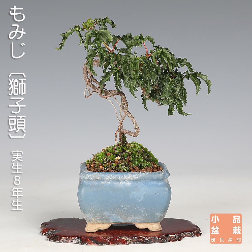 特別価格**「紅葉は、過去を美しく手放し、未来への扉を静かに