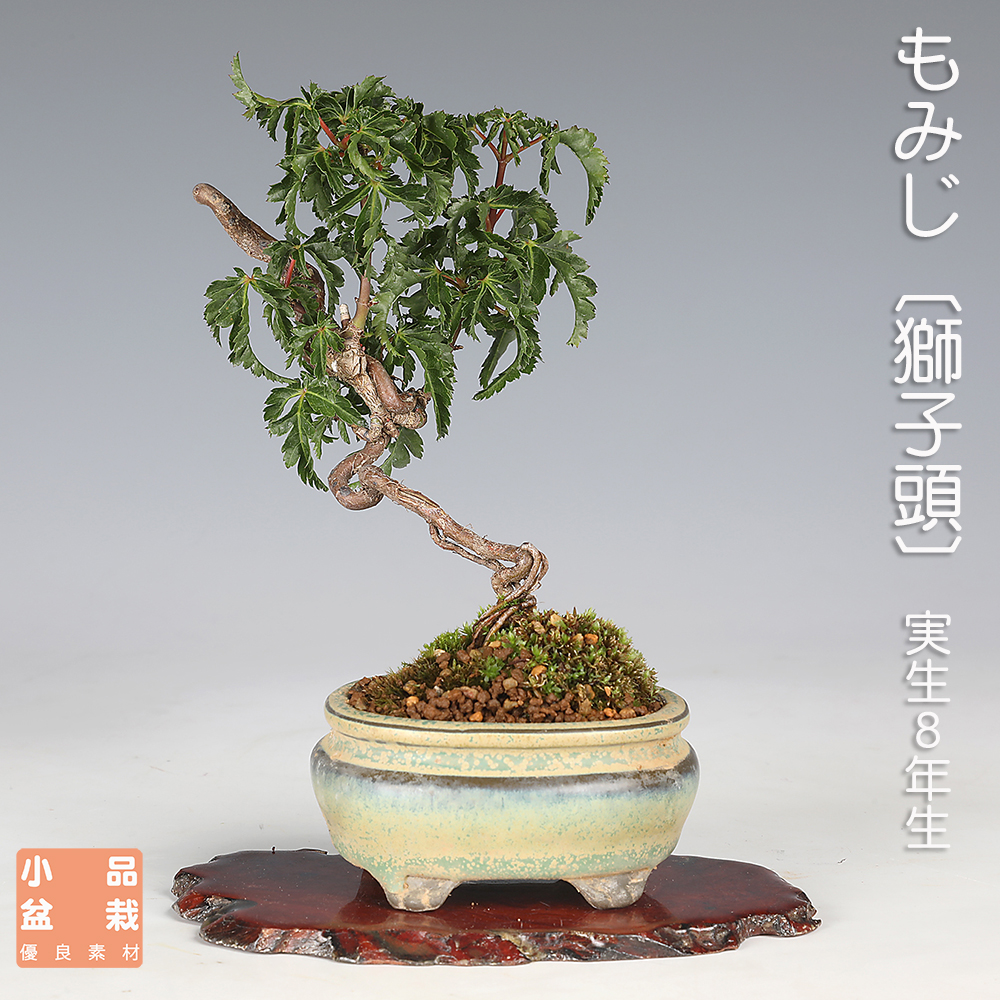 盆栽鉢 陽明交趾 66㎝ 鉢 盆栽用具 盆器 古美術品 骨董品 盆栽鉢 陽明交趾 66㎝ 鉢 盆栽用具 盆器 古美術品 骨董品 月刊