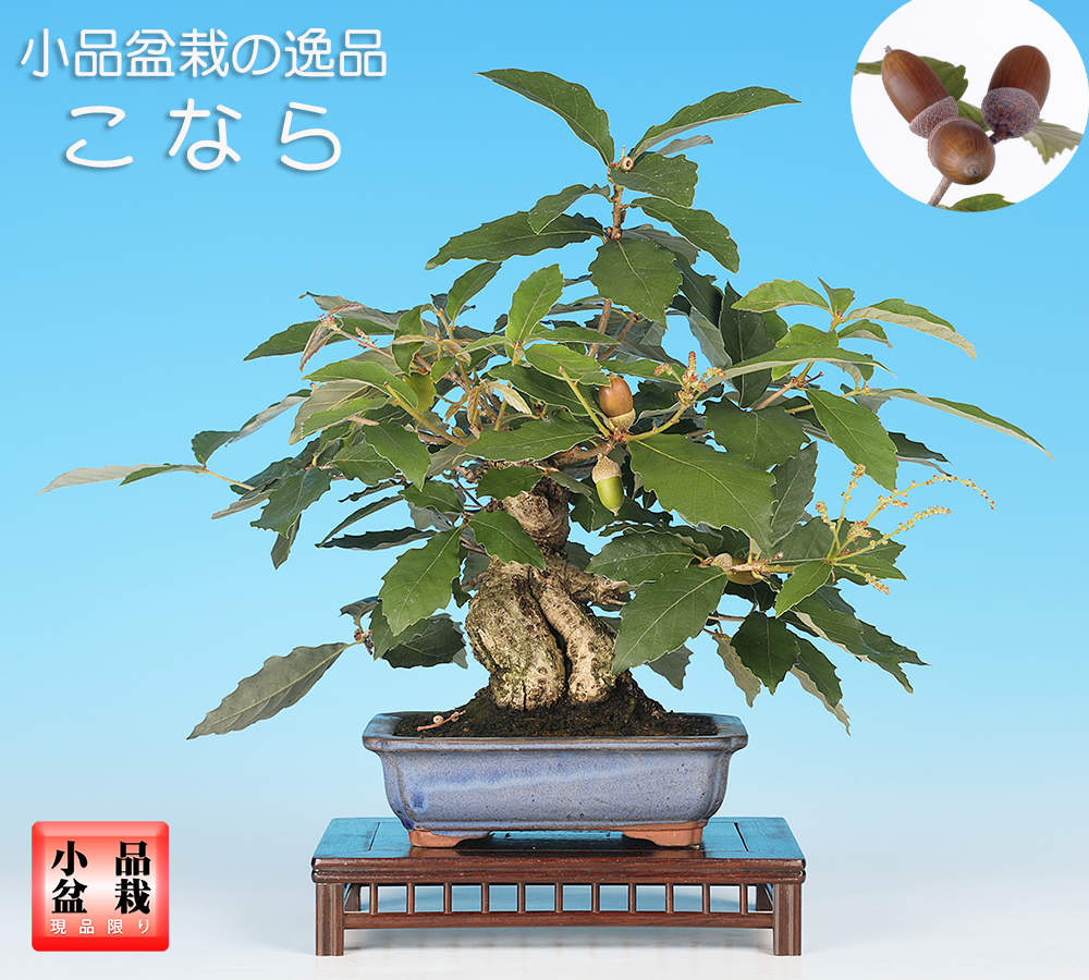 今月の新着 | 盆栽、盆栽書籍、盆栽鉢の通販│近代出版