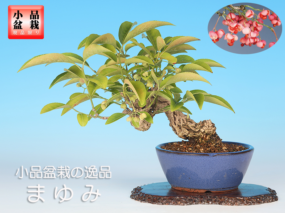 盆栽大事典 普及版　全3巻セット 盆器大図鑑全3巻セット | 盆栽、盆栽書籍、盆栽鉢の通販│近代出版