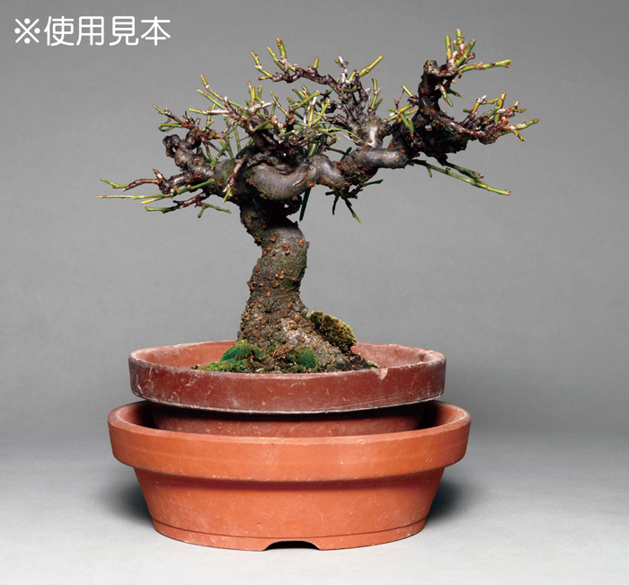 浅型駄温鉢7号 5枚セット | 盆栽、盆栽書籍、盆栽鉢の通販│近代出版