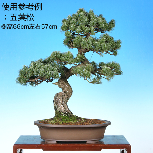 送料無料】盆栽 黒松（貴風） 紫泥長方鉢