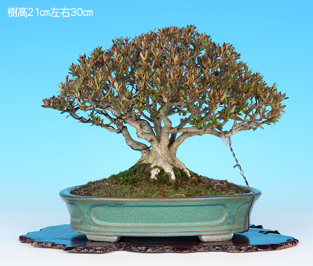 珍山　皐月盆栽 皐月〔珍山〕 | 盆栽、盆栽書籍、盆栽鉢の通販│近代出版