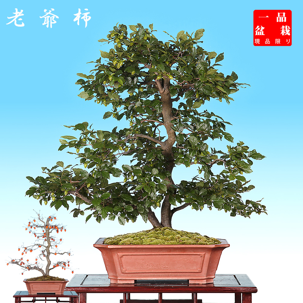 盆栽鉢　桑津香石　絵鉢　大きめ長方形　鳥　松　小品盆栽 盆栽鉢 桑津香石 絵鉢 大きめ長方形 鳥 松 小品盆栽