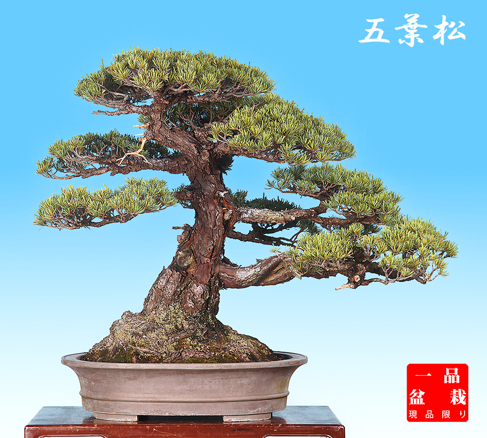 盆栽技術大系  10巻セット 盆栽技術大系 10巻セット 盆栽技術大系 10巻セット 盆栽技術