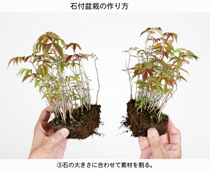 428 盆栽 盆栽鉢 植木鉢 景石