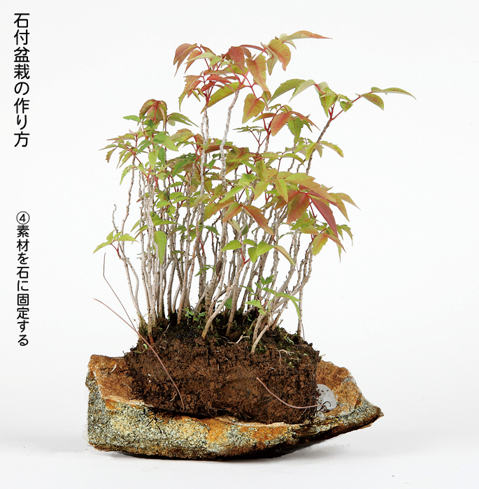 鞍馬風平石 1枚 | 盆栽、盆栽書籍、盆栽鉢の通販│近代出版