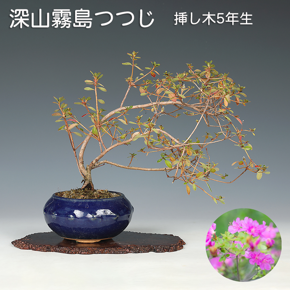 深山霧島つつじ