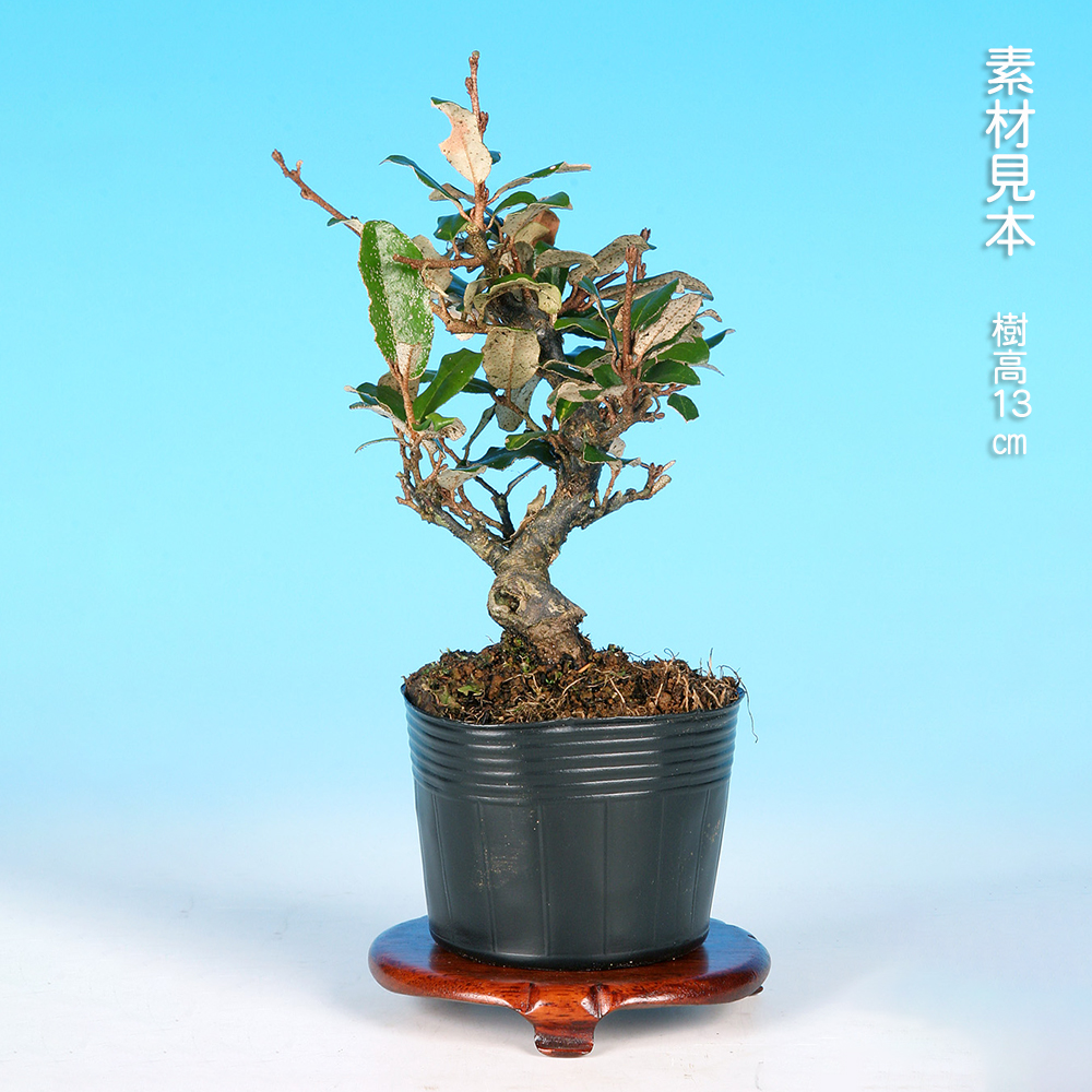 小品盆栽寒グミ 小葉寒ぐみ | 盆栽、盆栽書籍、盆栽鉢の通販│近代出版