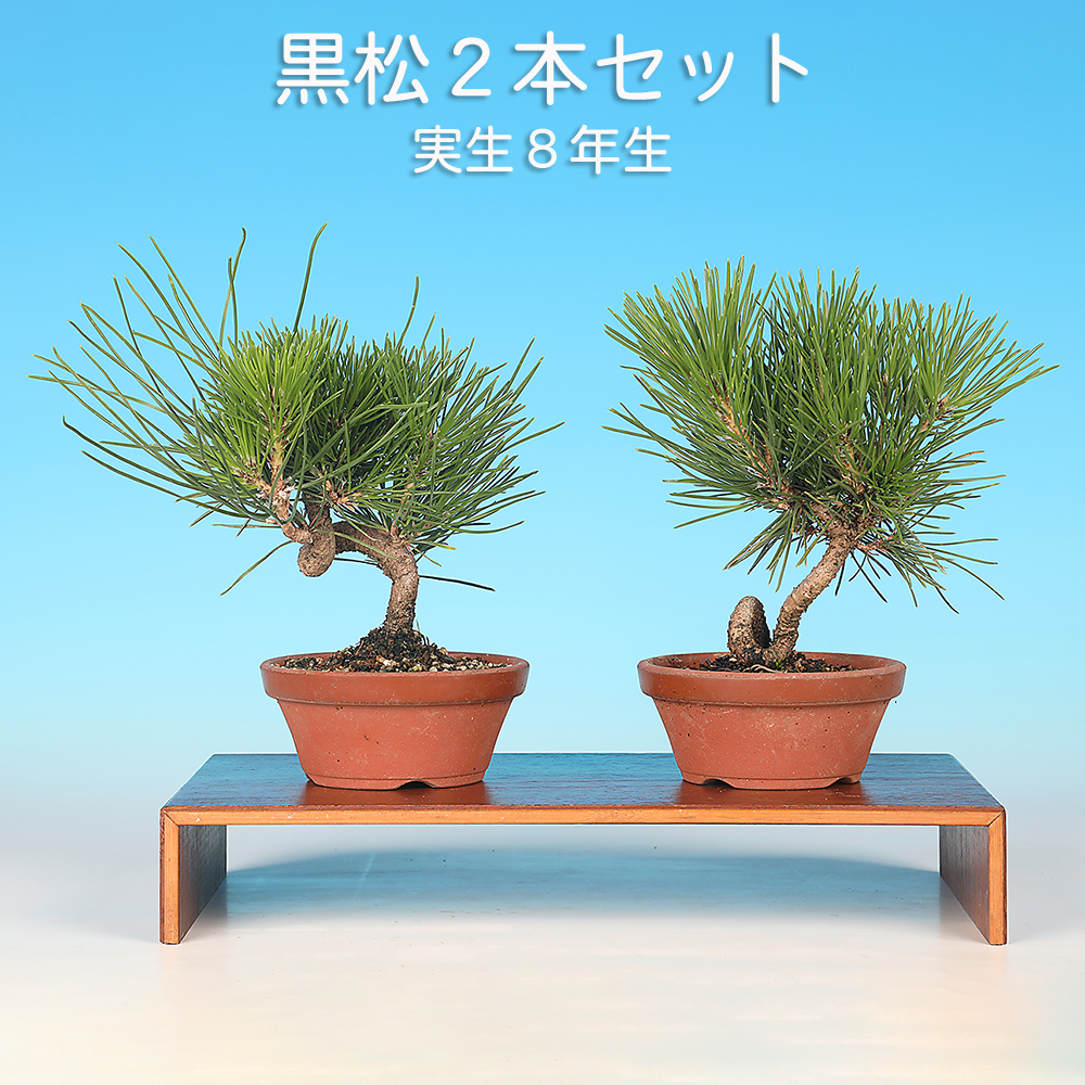 値引き可能！盆栽　2株　樹齢120年以上　黒松 値引き可能！盆栽 2株 樹齢120年以上 黒松 値引き可能！盆栽 2株 樹齢