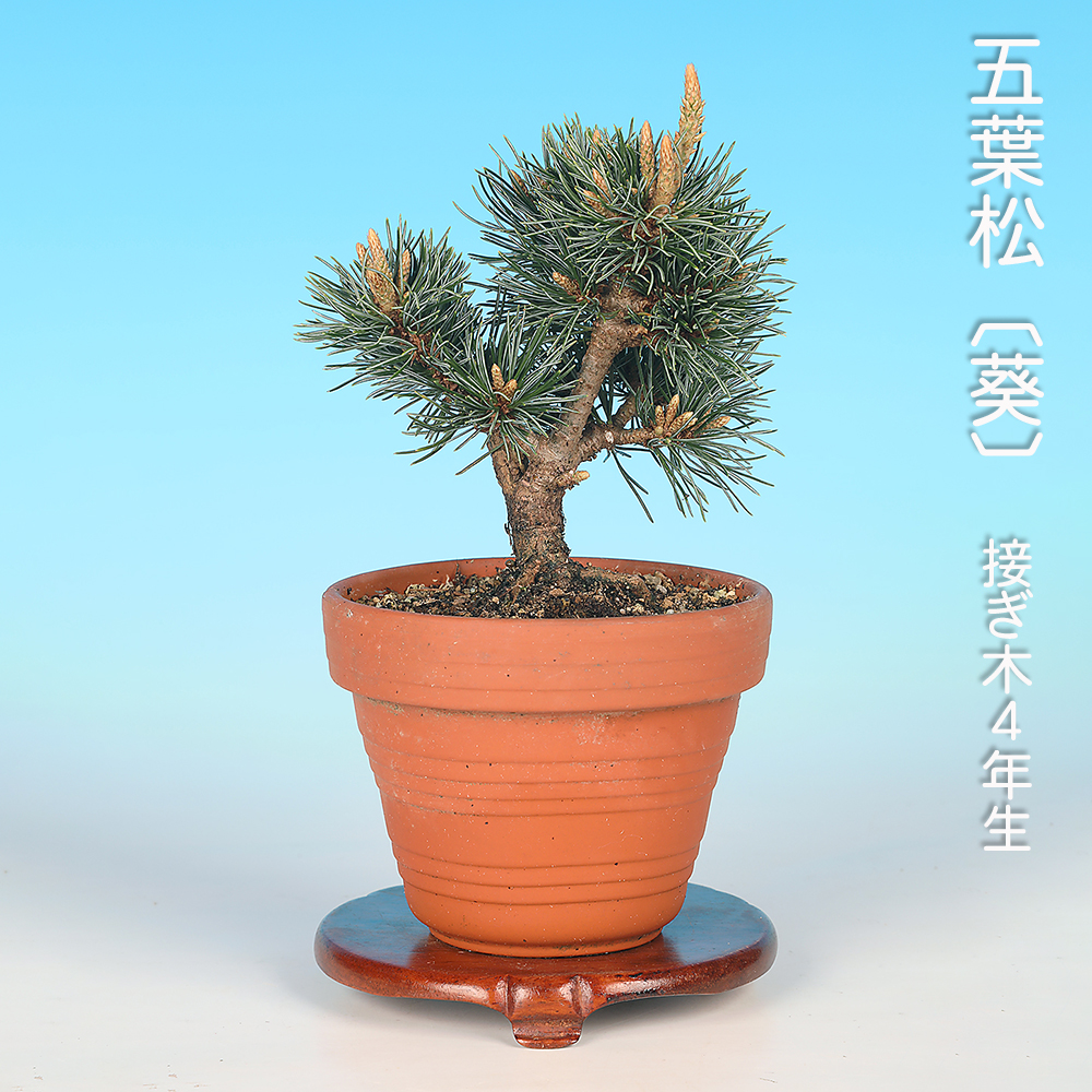 盆栽 五葉松 葵 植物 盆栽鉢 五葉松〔葵〕 | 盆栽、盆栽書籍、盆栽鉢