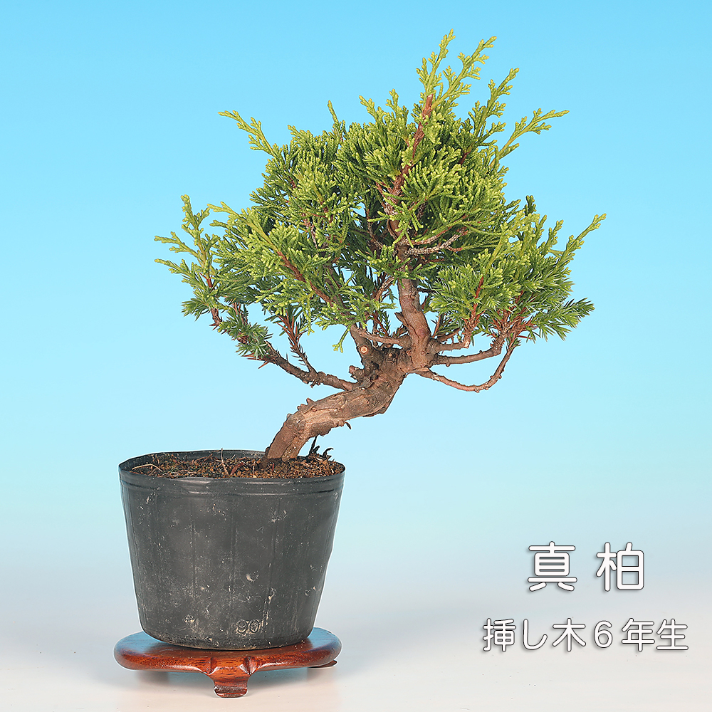特価 真柏 素材 5本セット 真柏 | 盆栽、盆栽書籍、盆栽鉢の
