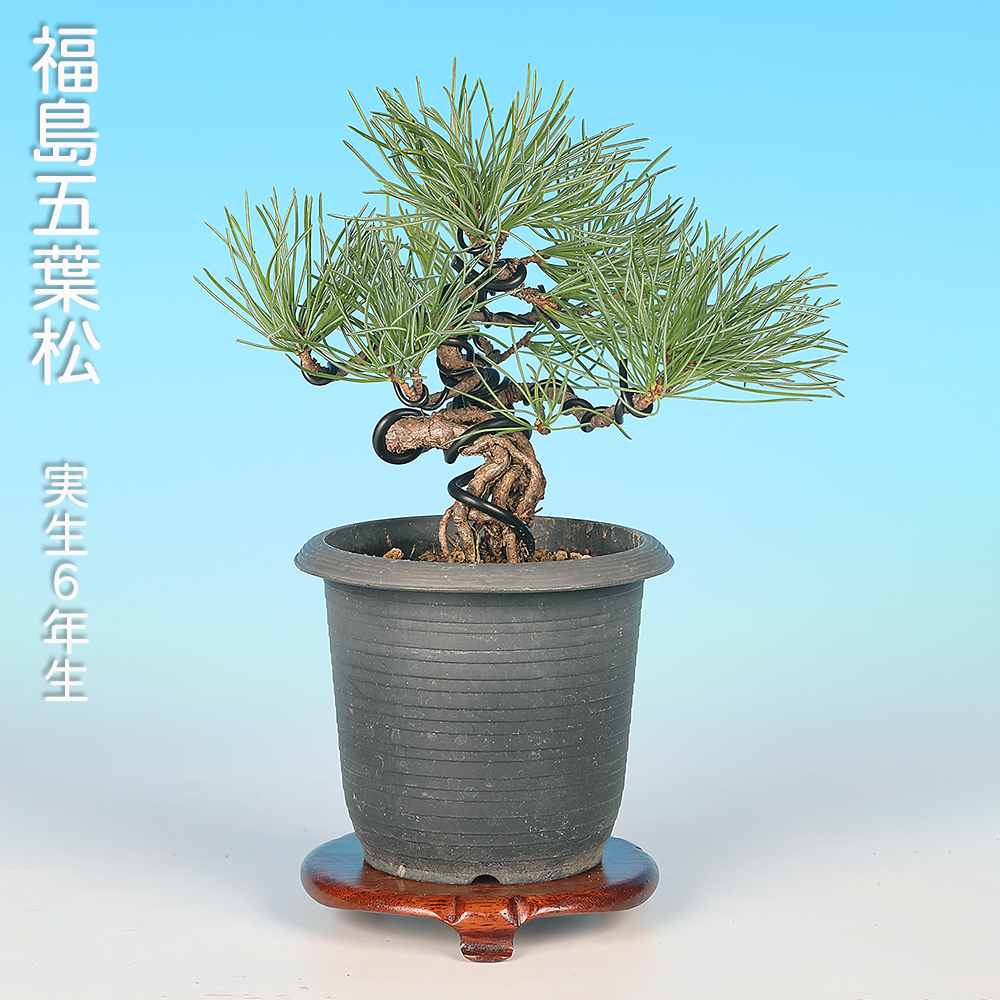 お買い得盆栽 | 盆栽、盆栽書籍、盆栽鉢の通販│近代出版