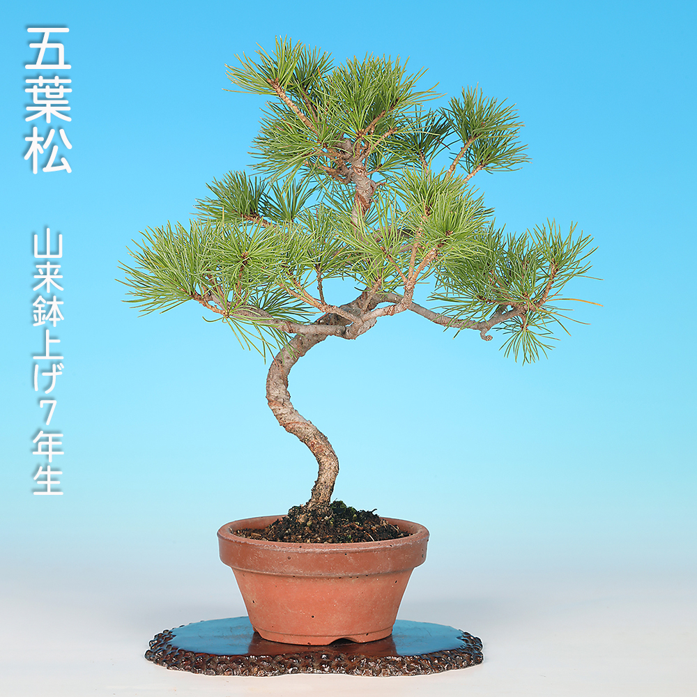 お買い得盆栽 | 盆栽、盆栽書籍、盆栽鉢の通販│近代出版